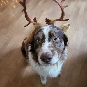 Meet your Posher, Gossamer